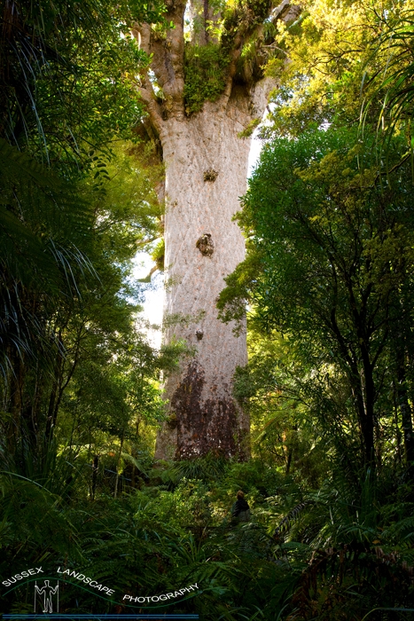 slides/Giant kauri tree.jpg  Giant kauri tree